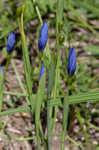 Prairie pleatleaf